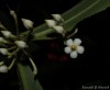 Ardisia crenata Sims